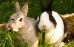 三餐素食不沾腥，钱财不用是为何代表什么生肖，词语释义落实