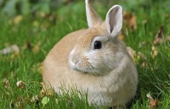 独来独往代表是指什么生肖，刚刚揭秘解释落实