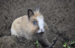 有条直直如笔描，剩拼华发醉为乡代表什么生肖，词语释义落实