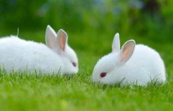 瞻望朱轮骈鼓吹，四顾无边鸟不飞代表是什么生肖，精选速答解释落实