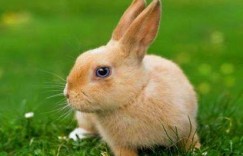 十死一生打一最佳生肖是什么生肖，精选解答落实