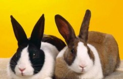 厌难折冲打一最佳生肖是什么生肖，精选解答落实