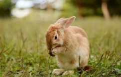 虎猪合六在地支，一个恶来一无势是指什么生肖，准确落实