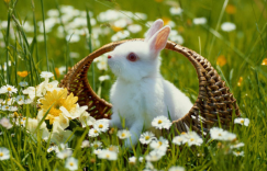 侔色揣称是指哪一个生肖，猜打一释义最佳成语解释