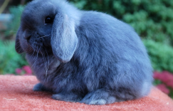 今期生肖二三开，头数一二要看边代表什么生肖，词语释义落实