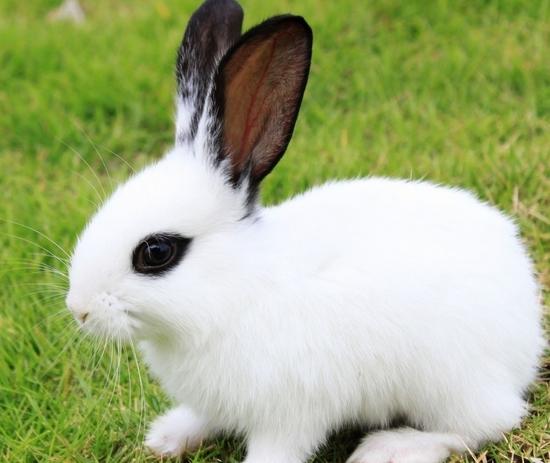 垆头青丝白玉瓶代表是指什么生肖，刚刚揭秘解释落实