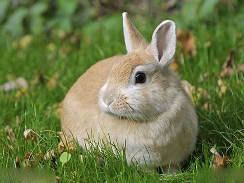 独来独往代表是指什么生肖，刚刚揭秘解释落实