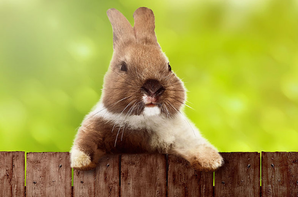 “云泥殊路”意译一正确最佳生肖是什么生肖,词语释义落实解释