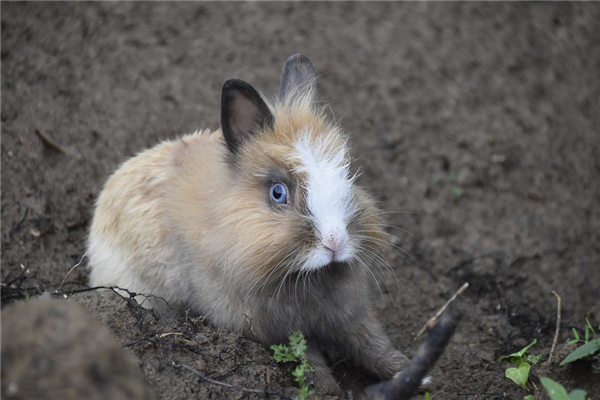 有条直直如笔描，剩拼华发醉为乡代表什么生肖，词语释义落实
