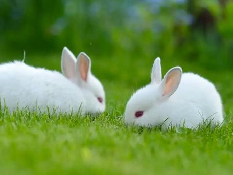 瞻望朱轮骈鼓吹，四顾无边鸟不飞代表是什么生肖，精选速答解释落实