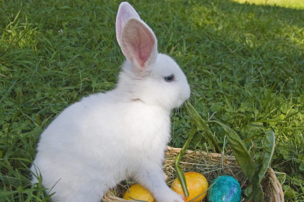 “玄机历在双数找,天上神仙有几何”指打代表最佳最佳经典生肖,优选成语破解回答
