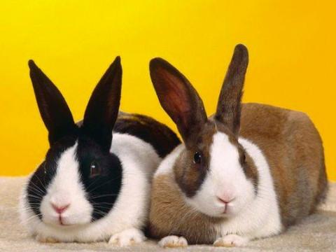 厌难折冲打一最佳生肖是什么生肖,精选解答落实