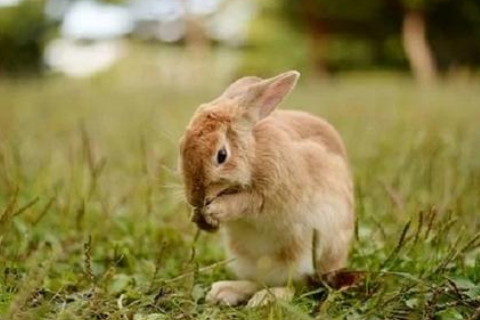 虎猪合六在地支,一个恶来一无势是指什么生肖,准确落实