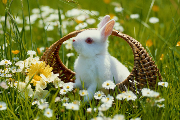 侔色揣称是指哪一个生肖，猜打一释义最佳成语解释